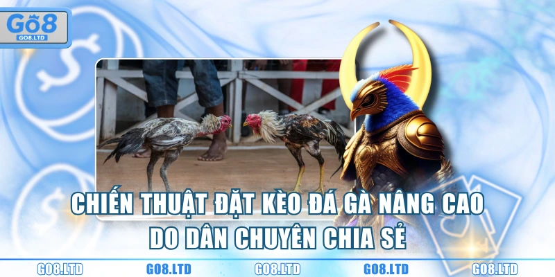 Chiến thuật đặt kèo đá gà nâng cao do dân chuyên chia sẻ