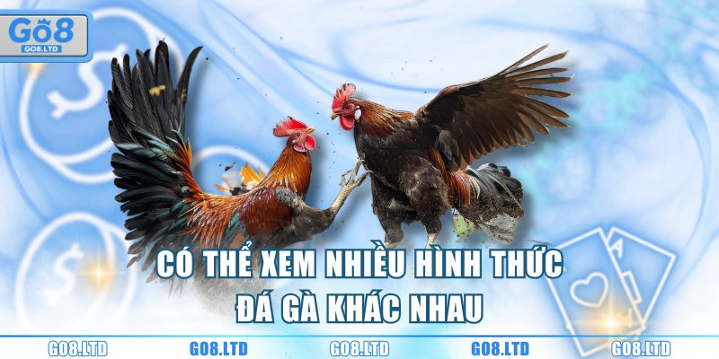 Có thể xem nhiều hình thức đá gà khác nhau