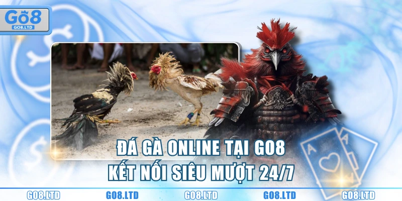 Đá gà online tại GO8 kết nối siêu mượt 24/7