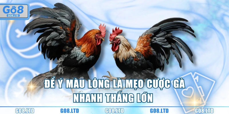 Để ý màu lông là mẹo cược gà nhanh thắng lớn 
