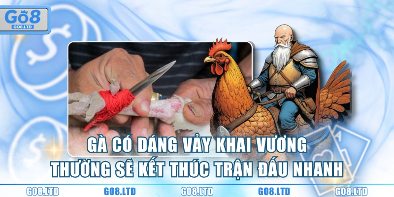 Gà có dáng vảy khai vương thường sẽ kết thúc trận đấu nhanh
