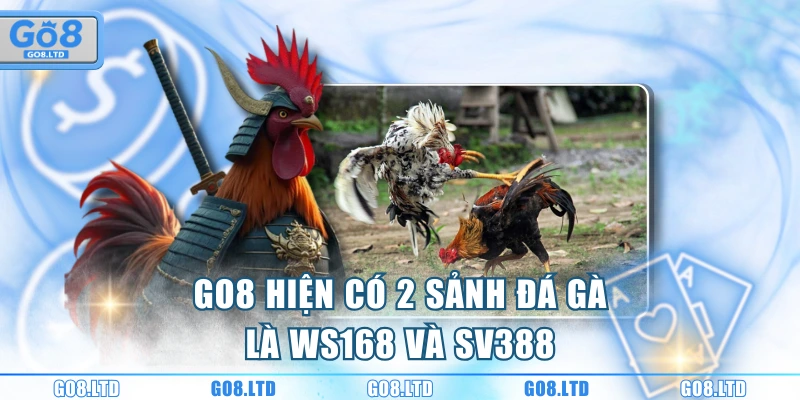 GO8 hiện có 2 sảnh đá gà là WS168 và SV388