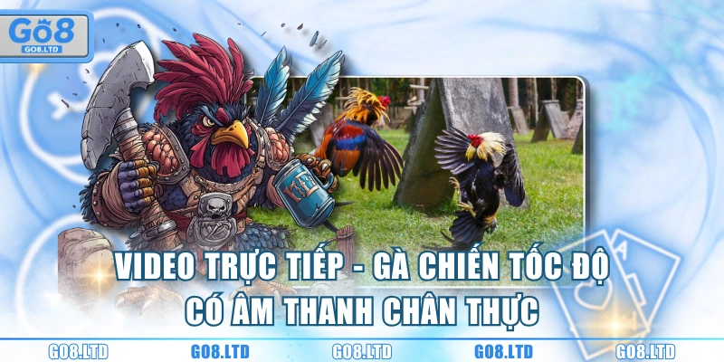 Video trực tiếp - gà chiến tốc độ có âm thanh chân thực