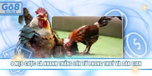 Mẹo cược gà nhanh thắng lớn