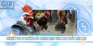 Trường gà online kịch tính