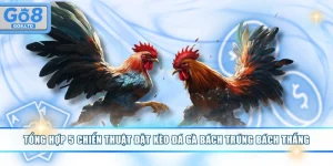 Chiến thuật đặt kèo đá gà