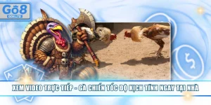 Xem Video Trực Tiếp - Gà Chiến Tốc Độ Kịch Tính Ngay Tại Nhà